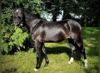 Caballo de salto Oldenburgo, Yegua, 4 años, 166 cm, Negro