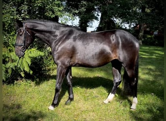 Caballo de salto Oldenburgo, Yegua, 4 años, 166 cm, Negro