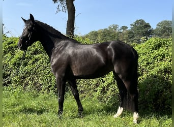 Caballo de salto Oldenburgo, Yegua, 4 años, 166 cm, Negro