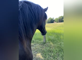 Caballo de salto Oldenburgo, Yegua, 4 años, 166 cm, Negro