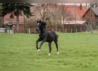 Caballo de salto Oldenburgo, Yegua, 4 años, 166 cm, Negro