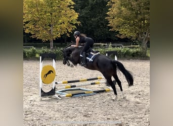 Caballo de salto Oldenburgo, Yegua, 4 años, 166 cm, Negro