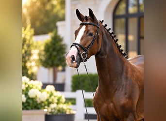 Caballo de salto Oldenburgo, Yegua, 4 años, 167 cm, Alazán