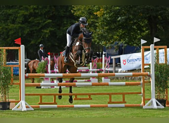 Caballo de salto Oldenburgo, Yegua, 4 años, 167 cm, Castaño