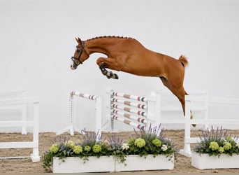 Caballo de salto Oldenburgo, Yegua, 4 años, 168 cm, Alazán
