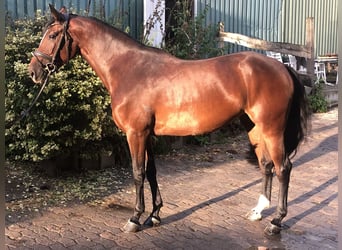 Caballo de salto Oldenburgo, Yegua, 4 años, 168 cm, Castaño