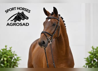 Caballo de salto Oldenburgo, Yegua, 4 años, 168 cm, Castaño