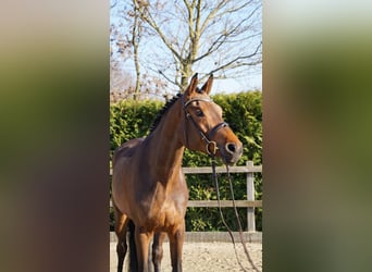 Caballo de salto Oldenburgo, Yegua, 4 años, 168 cm, Castaño