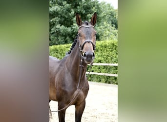 Caballo de salto Oldenburgo, Yegua, 4 años, 168 cm, Castaño oscuro