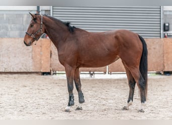 Caballo de salto Oldenburgo, Yegua, 4 años, 168 cm, Castaño rojizo