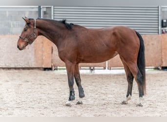 Caballo de salto Oldenburgo, Yegua, 4 años, 168 cm, Castaño rojizo