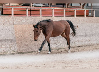 Caballo de salto Oldenburgo, Yegua, 4 años, 168 cm, Castaño rojizo