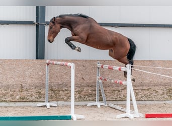 Caballo de salto Oldenburgo, Yegua, 4 años, 168 cm, Castaño rojizo