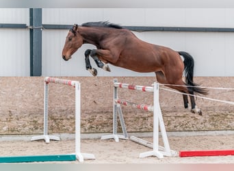 Caballo de salto Oldenburgo, Yegua, 4 años, 168 cm, Castaño rojizo