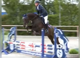 Caballo de salto Oldenburgo, Yegua, 4 años, 168 cm, Morcillo