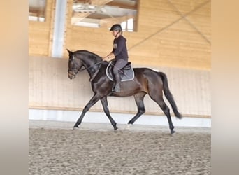 Caballo de salto Oldenburgo, Yegua, 4 años, 168 cm, Morcillo