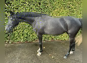 Caballo de salto Oldenburgo, Yegua, 4 años, 168 cm, Musgo