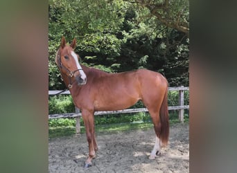 Caballo de salto Oldenburgo, Yegua, 4 años, 170 cm, Alazán