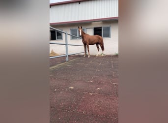 Caballo de salto Oldenburgo, Yegua, 4 años, 170 cm, Alazán