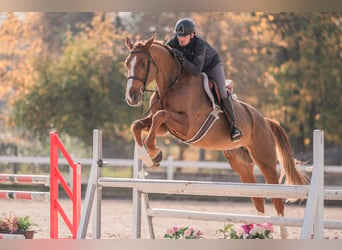 Caballo de salto Oldenburgo, Yegua, 4 años, 170 cm, Alazán-tostado