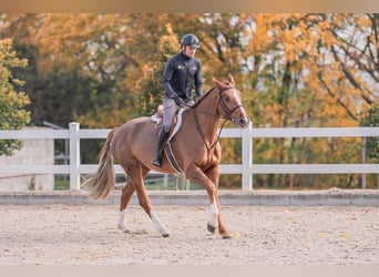 Caballo de salto Oldenburgo, Yegua, 4 años, 170 cm, Alazán-tostado