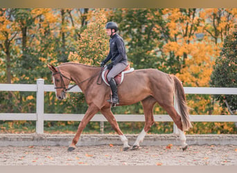 Caballo de salto Oldenburgo, Yegua, 4 años, 170 cm, Alazán-tostado