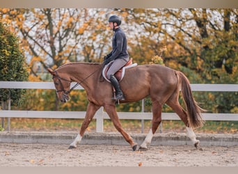 Caballo de salto Oldenburgo, Yegua, 4 años, 170 cm, Alazán-tostado