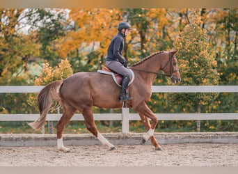 Caballo de salto Oldenburgo, Yegua, 4 años, 170 cm, Alazán-tostado