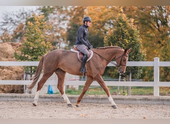 Caballo de salto Oldenburgo, Yegua, 4 años, 170 cm, Alazán-tostado