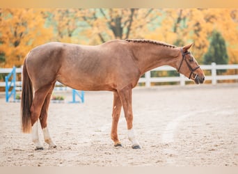 Caballo de salto Oldenburgo, Yegua, 4 años, 170 cm, Alazán-tostado