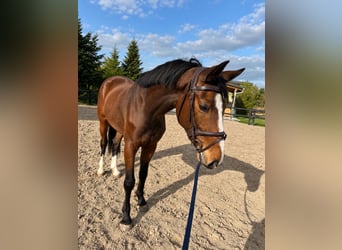 Caballo de salto Oldenburgo, Yegua, 4 años, 170 cm, Castaño