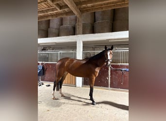 Caballo de salto Oldenburgo, Yegua, 4 años, 170 cm, Castaño