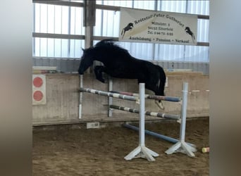Caballo de salto Oldenburgo, Yegua, 4 años, 170 cm, Morcillo