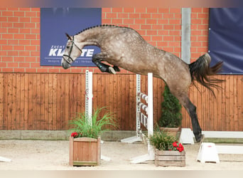 Caballo de salto Oldenburgo, Yegua, 4 años, 170 cm, Tordo