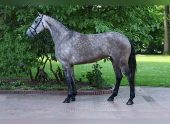 Caballo de salto Oldenburgo, Yegua, 4 años, 170 cm, Tordo