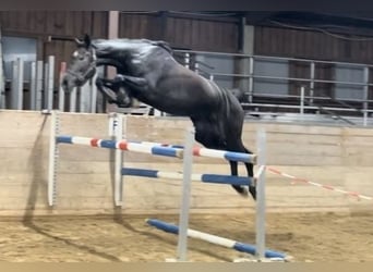 Caballo de salto Oldenburgo, Yegua, 4 años, 172 cm, Tordillo negro