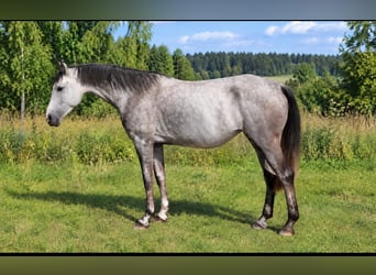 Caballo de salto Oldenburgo, Yegua, 4 años, 173 cm