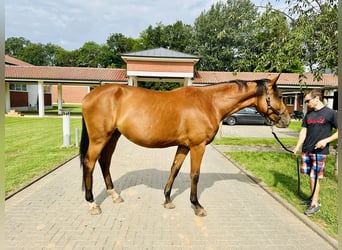 Caballo de salto Oldenburgo, Yegua, 4 años, Castaño