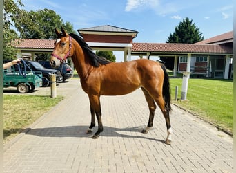 Caballo de salto Oldenburgo, Yegua, 4 años, Castaño