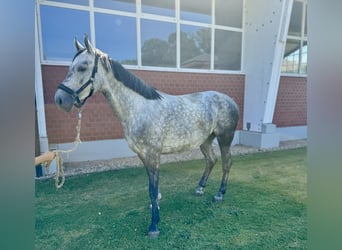 Caballo de salto Oldenburgo, Yegua, 4 años, Tordo