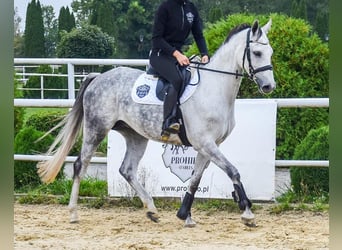Caballo de salto Oldenburgo, Yegua, 5 años, 158 cm, Tordo