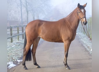 Caballo de salto Oldenburgo, Yegua, 5 años, 160 cm, Castaño