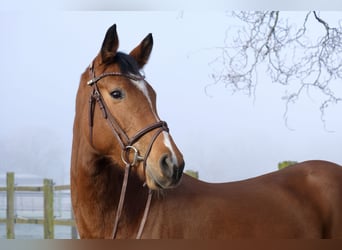 Caballo de salto Oldenburgo, Yegua, 5 años, 160 cm, Castaño