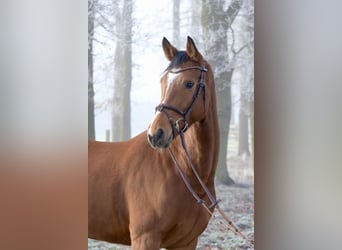 Caballo de salto Oldenburgo, Yegua, 5 años, 160 cm, Castaño