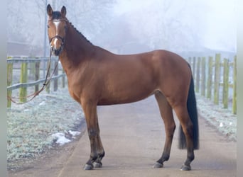 Caballo de salto Oldenburgo, Yegua, 5 años, 160 cm, Castaño