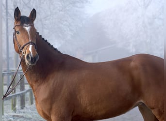 Caballo de salto Oldenburgo, Yegua, 5 años, 160 cm, Castaño