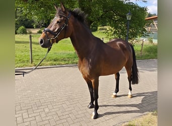 Caballo de salto Oldenburgo, Yegua, 5 años, 160 cm, Castaño oscuro