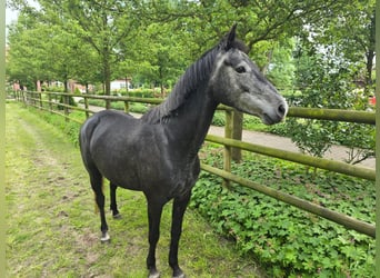 Caballo de salto Oldenburgo, Yegua, 5 años, 160 cm, Tordillo negro