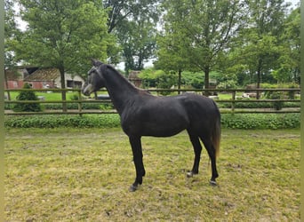 Caballo de salto Oldenburgo, Yegua, 5 años, 160 cm, Tordillo negro