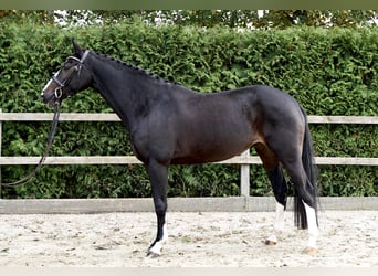 Caballo de salto Oldenburgo, Yegua, 5 años, 162 cm, Castaño oscuro